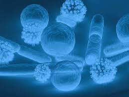 Understanding the Difference Between Bacterial and Viral Infections